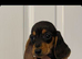 Miniature dachshund
