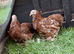 Two Pekin girls
