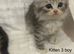 3 Stunning Kittens