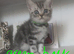 Classic British Shorthair silver Tabby