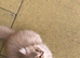 4 Beautiful British Long Haired Kittens for sale.