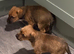 Border pups
