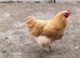 Young Orpington buffs cockrals