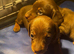 Miniature dachshunds