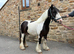 Tommy 13.1 6 year old gelding