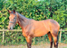 Very Smart Mare