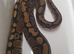 Royal python hatchlings