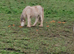 Stunning little red blagdon yearly colt