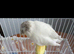 Female Gloster Canary White – Manchester