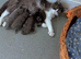 I got cat Persian who gives birth to 4 beautiful Persian kittens which four weeks and a few days . Two boy and two girl  Healthy..