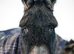 20 month old Donkey gelding