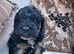 Adorable F1 Cockapoo puppies