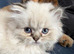 Outstanding British Longhair