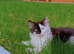 Oreo cat