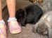 Pure bred French lop litter
