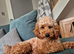 Red Toy Poodle Stud