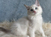 Beautiful Tica Register Kittens Ragdoll