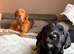 Springador puppies