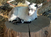 Female baby Pygmy goat