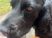 Neuter male cocker spaniel