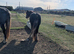 Stunning chunky 2 year old cob gelding