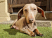 3 female minature dachshund puppies