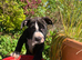 2 bulldog staffy pocket bully mastiff cross puppies available