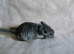 Chinchilla kit