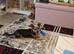 Yorkie minture xjack