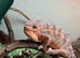 Ambilobe male and female panther chameleon