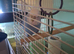 Budgie with cage