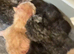 7 kittens available