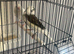Persian canary