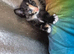 Maine Coon x Siamese STUNNING kittens. Amazing Personalities.