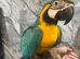Friendly HandReared Super Tame Cuddly Blue & Gold Macaw Parrot,3