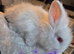 Baby bunnies