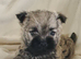 Kc registered cairn terrier puppies