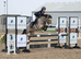 PONIES AND HORSES WANTED HASSLE FREE NO TBS