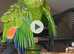 DYH Amazon parrot