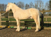 Welsh d stallion at stud