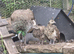 Indian Peafowl chicks unsexed