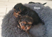 Yorkshire terrier puppies