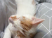 4 months old kitten