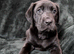 Labrador x Mastiff