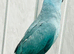 Baby blue Ringneck talking Parrot