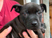 Staffordshire bull terrier pups