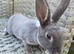 Velvet mini rex does