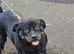 Stunning Female Available