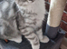 Pedigree maine coon kittens