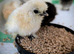 USA Silkie Day Old Chickens